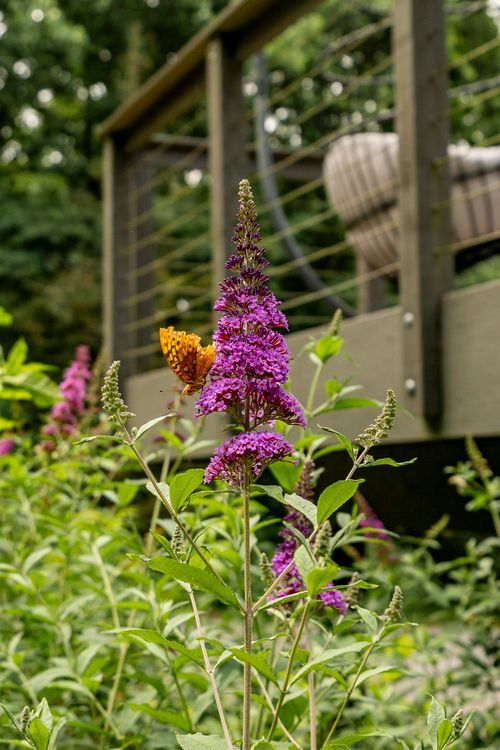 Butterfly on a purple butterfly bush with a wood deck in the background