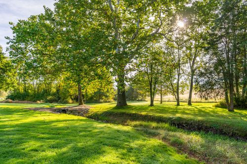 Sunlight filtering through mature shade trees over a grassy lawn and creek