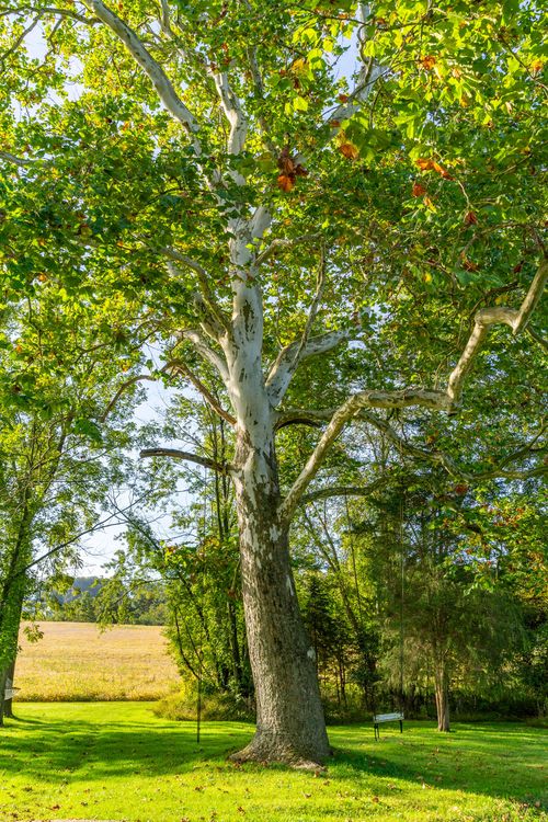 Tall sycamore tree with white mottled bark towering over a grassy field edge