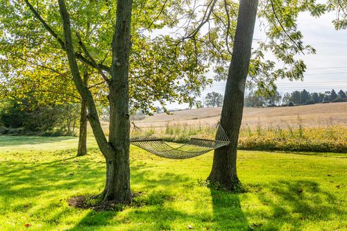 Rope hammock strung between two large shade trees overlooking a golden field
