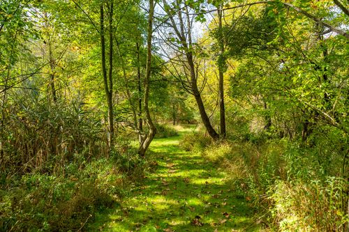 Grassy woodland path winding beneath a canopy of trees