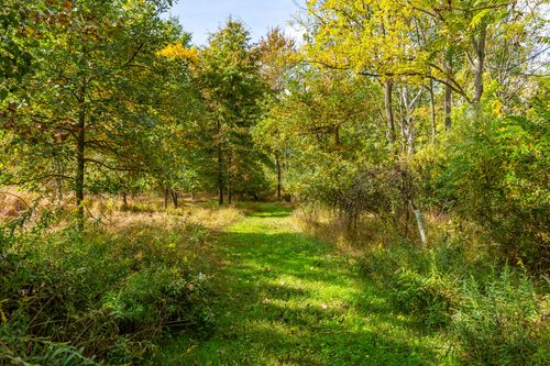 Grassy path through mixed woodland dappled with autumn sunlight