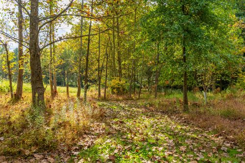 Wooded grove path scattered with fallen autumn leaves