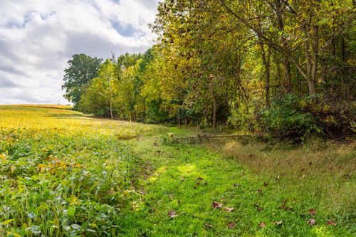 Grass path bordering a golden soybean field beside a line of trees