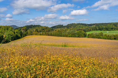 Golden field rolling toward a wooded ridge with distant hills and rooftops