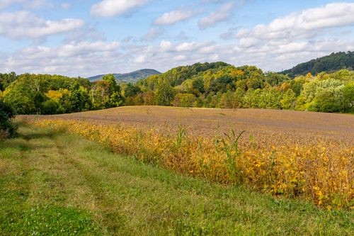 Golden crop field stretching toward a wooded ridge and distant mountain silhouette