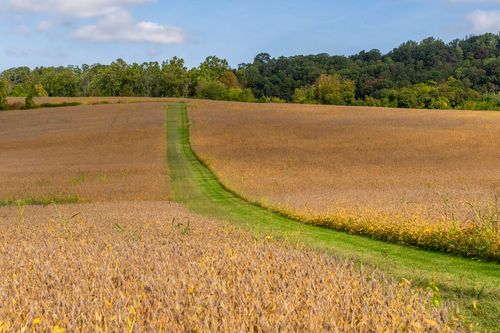 Grass tractor path cutting a straight line through a golden crop field