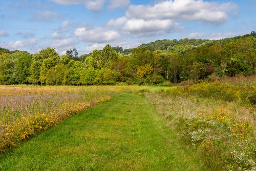 Grass trail winding between a golden field and a wildflower meadow