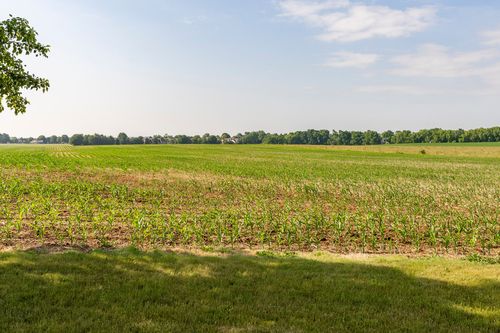 Green cornfield stretching toward a distant tree line under a pale sky