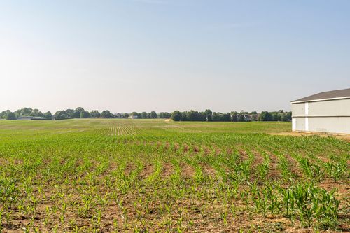 Green cornfield in the foreground with a white barn's edge visible at right