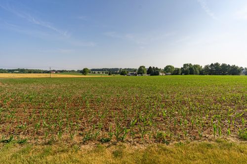 Green cornfield with farm buildings visible along the distant tree line