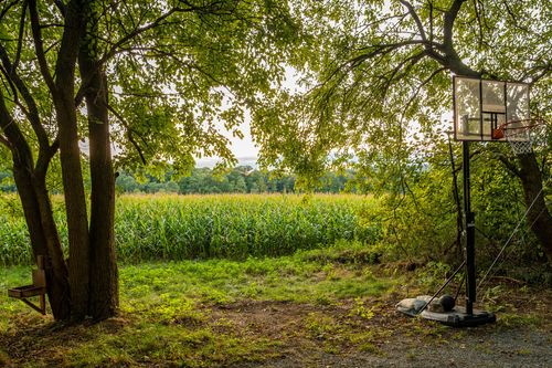 Basketball hoop set up at the edge of a cornfield beneath shading trees.