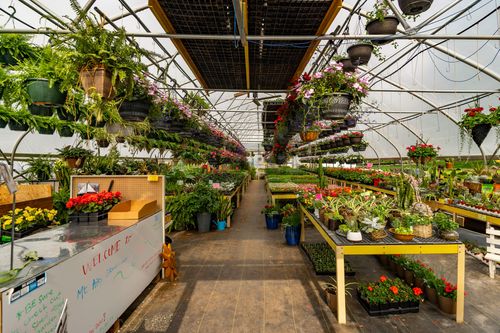 Greenhouse aisle lined with hanging flower baskets and tables of potted plants