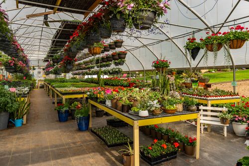 Greenhouse interior with hanging flower baskets and tables of annuals beside a white bench