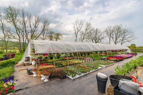Hoop-house greenhouse at dusk with rows of colorful flowers along a wood-chip path