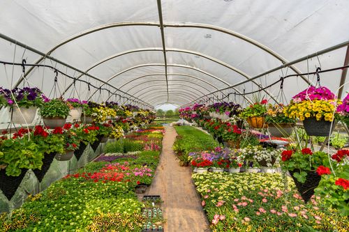 Greenhouse interior with hanging flower baskets lining a sunlit brick walkway