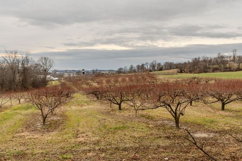 Rows of dormant fruit trees in an orchard stretching toward rolling hills