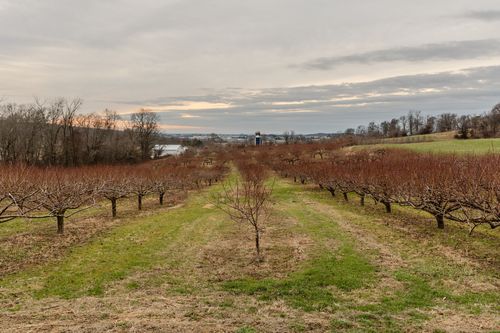 Rows of dormant orchard trees stretching toward distant hills at dusk