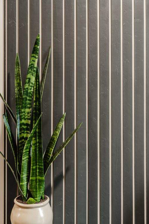 Snake plant in a ceramic pot against a dark wood slat accent wall