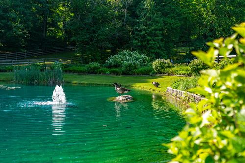Pond with a bubbling fountain and geese resting on rocks near the shoreline