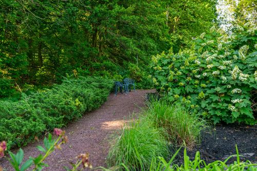 Gravel garden path lined with evergreens and flowering hydrangeas leading to a bench
