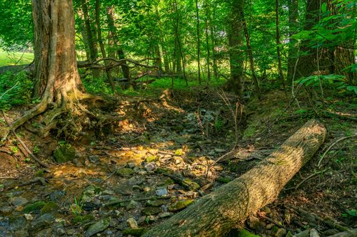 Small woodland stream bed with exposed rocks, tree roots and a fallen log
