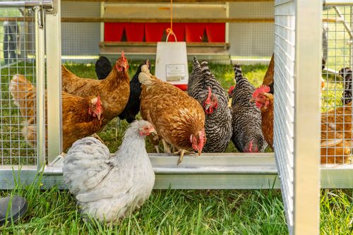 Flock of chickens gathered around a feeder inside a mesh coop
