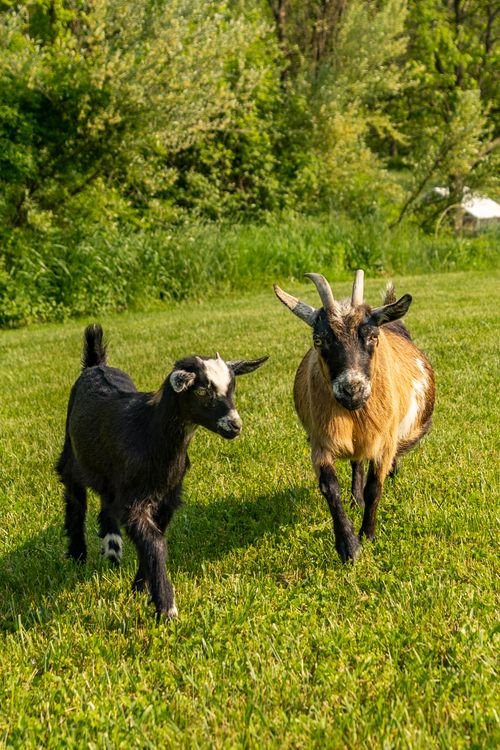 A goat and kid standing together in a grassy pasture