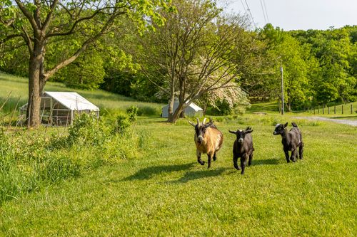 Three goats running across an open lawn near farm outbuildings
