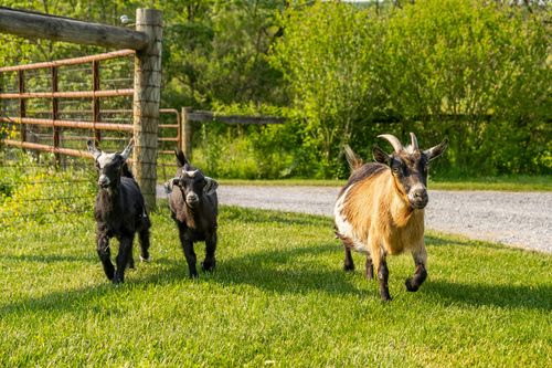 Three goats trotting across the grass beside a metal farm gate