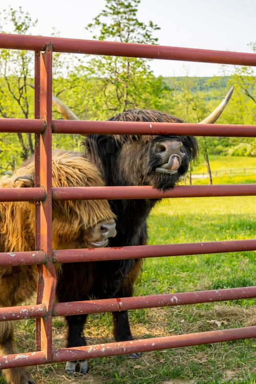 Highland cattle peering through a red metal gate with rolling hills beyond