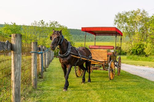 Horse hitched to a red-canopy carriage parked beside a pasture fence