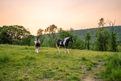 Two pinto horses standing in a grassy pasture at sunset