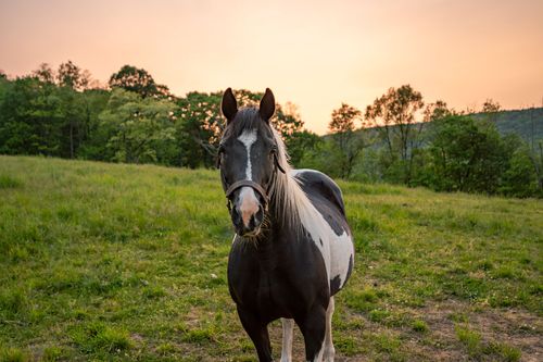 Close-up portrait of a pinto horse in a pasture at sunset