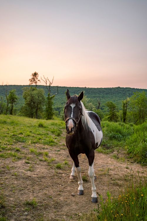 Pinto horse standing on a dirt path at sunset with rolling hills beyond