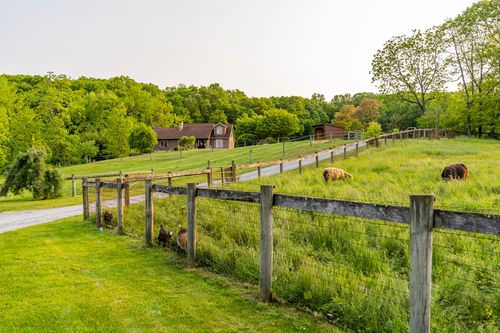 Split-rail fenced pasture with grazing highland cattle near a farmhouse and cabin