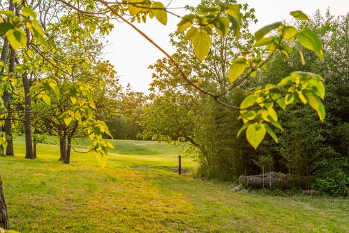 Sunlit tree branches framing an open grassy field at golden hour
