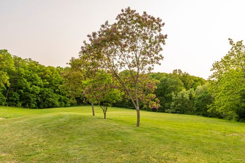 Flowering ornamental tree standing alone in an open grassy field