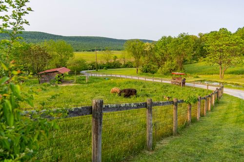 Wood-fenced pasture with grazing cattle and a small barn beneath distant hills