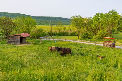 Highland cattle and a small goat grazing in a pasture beside a rustic barn
