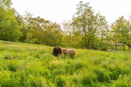 Two highland cattle standing in a tall grass meadow bordered by trees