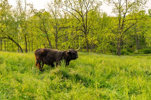 Black highland cow grazing in a grassy meadow bordered by trees