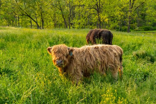 Shaggy highland cattle grazing together in a tall grass meadow