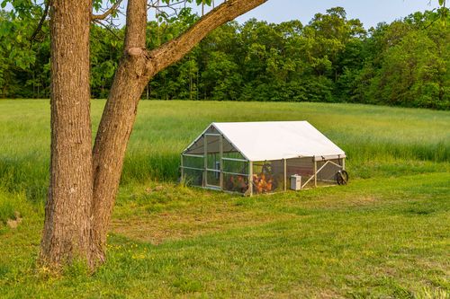 Portable canvas chicken coop set up in an open grassy field under a shade tree