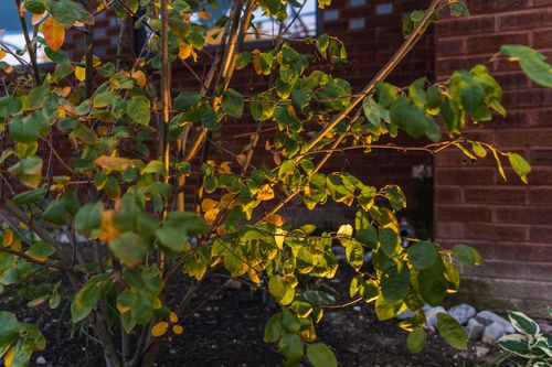 Close-up of backlit autumn shrub foliage against a brick wall