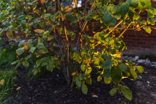 Close-up of green and gold autumn shrub leaves against a brick wall