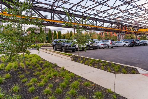 Parking lot landscaping bed of ornamental grasses beneath a steel canopy