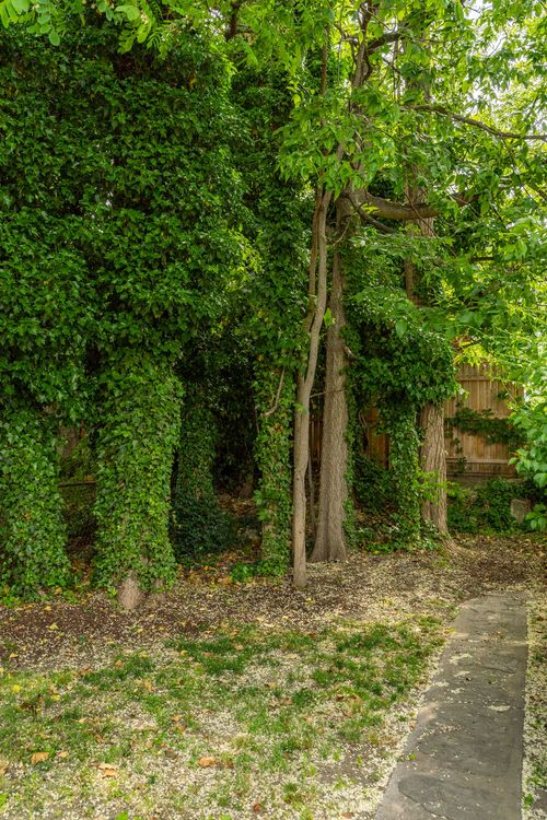 Ivy-covered trees line a stone garden path through a shaded backyard corner