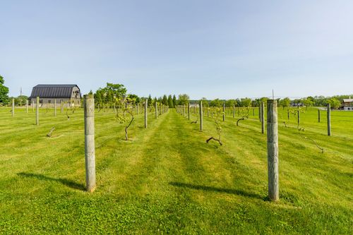 Young vineyard rows on wire trellises with a barn in the distance