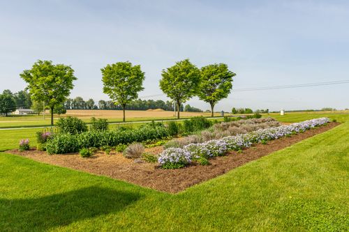 Garden bed with flowering shrubs bordered by shade trees